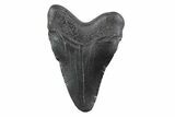 Juvenile Megalodon Tooth - South Carolina #362229-1